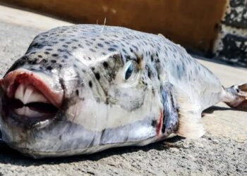 Σοκ σε παραλία της Κρήτης! Λαγοκέφαλος δάγκωσε γυναίκα-Το πρόβλημα που αντιμετωπίζει