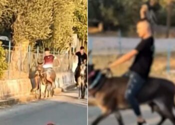 Λέσβος-Εικόνες Ντροπής! Παιδιά μaστιγώνουν γαϊδουράκια σε αυτοσχέδιους αγώνες και ο κόσμος χειροκροτεί[video]