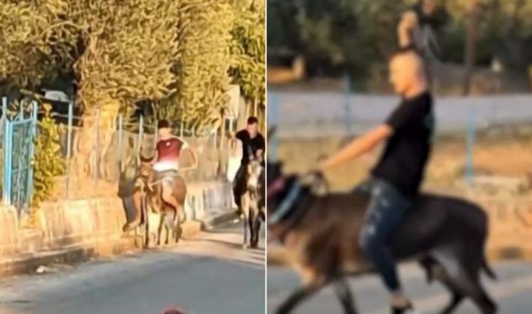 Λέσβος-Εικόνες Ντροπής! Παιδιά μaστιγώνουν γαϊδουράκια σε αυτοσχέδιους αγώνες και ο κόσμος χειροκροτεί[video]