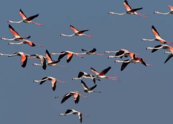 Ναύπλιο: Δεκάδες φλαμίνγκο επισκέφθηκαν τις παραλίες της περιοχής (φωτο)