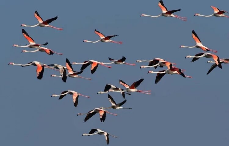 Ναύπλιο: Δεκάδες φλαμίνγκο επισκέφθηκαν τις παραλίες της περιοχής (φωτο)