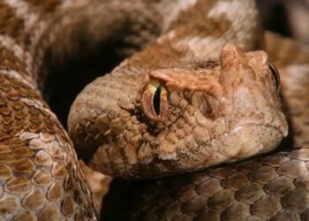 ”Πάγωσαν” όσοι την είδαν: Οχιά βρέθηκε στην Κεντρική Πλατεία της Λαμίας[Φωτογραφίες]