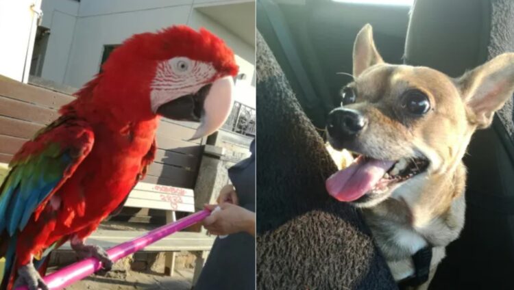 “Ρουά” και “Γλύκας”: Μια αναπάντεχη… φιλία ανάμεσα σε παπαγάλο και σκύλο που τελείωσε… άδοξα[Φωτογραφίες]