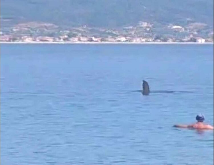 Θεσσαλονίκη: Τεράστιο ψάρι σε παραλία – Αναστάτωση στους λουόμενους (video)