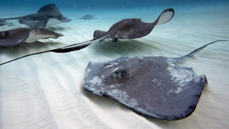 Δηλητηριώδες σαλάχι «κάρφωσε» γυναίκα με το κεντρί του – Σοκάρουν οι Φωτογραφίες (φωτο, video)