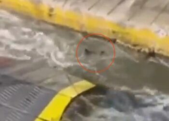 Τραγωδία στον Πειραιά: Αυτός είναι ο 36χρονος που Σκοτώθηκe στο Blue Horizon-Πρόσφατα έχασε και την μητέρα του