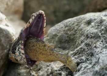 Φίδι πνίγεται ενώ προσπαθεί να καταπιεί ψάρι – Τρομακτικές εικόνες