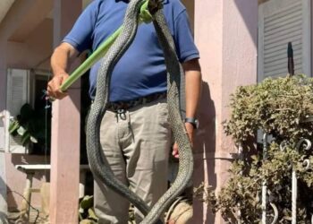 Κακοκαιρία Daniel: Φίδι Τέρας βγήκε μέσα από τα νερά στον Παλαμά[Φωτογραφία]