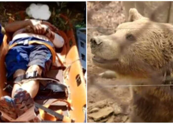 Μυθική περιγραφή του Αρτινού για την επίθεση αρκούδας: «Μωρή γιατί θέλεις να με σκοτώσεις», της είπε και τον άφησε
