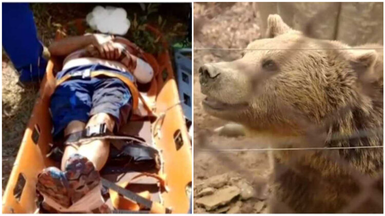 Μυθική περιγραφή του Αρτινού για την επίθεση αρκούδας: «Μωρή γιατί θέλεις να με σκοτώσεις», της είπε και τον άφησε