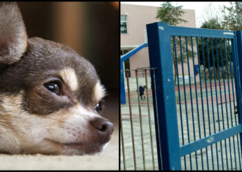 Θηριωδία σε δημοτικό σχολείο στη Λέσβο- Άγνωστοι έριξαν φόλα σε σκύλο μαθήτριας