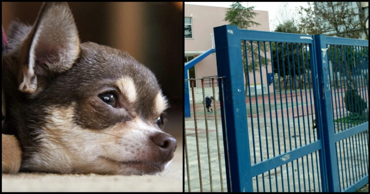 Θηριωδία σε δημοτικό σχολείο στη Λέσβο- Άγνωστοι έριξαν φόλα σε σκύλο μαθήτριας