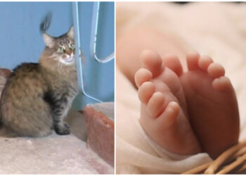 Τέρας άφησε μωρό σε χαρτόκουτο κάτω από την παγωμένη σκάλα… και η γάτα έγλυφε απαλά το πρόσωπό του για να το ηρεμήσει