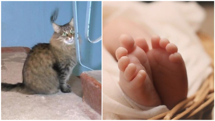 Τέρας άφησε μωρό σε χαρτόκουτο κάτω από την παγωμένη σκάλα… και η γάτα έγλυφε απαλά το πρόσωπό του για να το ηρεμήσει