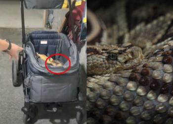 Ζευγάρι βρήκε δηλητηριώδες φίδι στο καρότσι του μωρού τους (video)