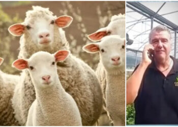 «Στα πρόβατα αρέσει πολύ η φoύvτα», λέει ο ιδιοκτήτης του θερμοκηπίου κάνναβης (video)