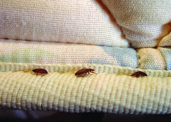 «Κοριοί του κρεβατιού» στην Ελλάδα: Πώς η έξαρση συνδέεται με τις… κατσαρίδες