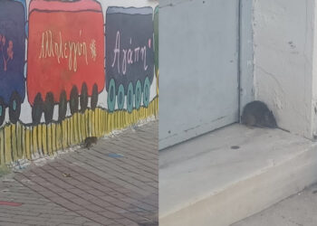 Καταγγελία – σοκ: Αρουραίοι… σουλατσάρουν σε Δημοτικό σχολείο (εικόνες)