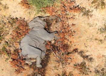 Λύθηκε μετά από τρία χρόνια το μυστήριο του θανάτου των 350 ελεφάντων