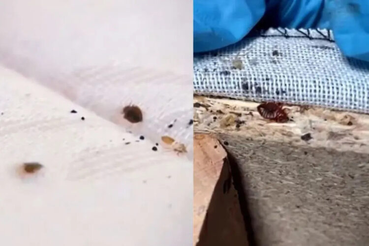 «Τεράστια αύξηση» κοριών: Όλα όσα πρέπει να γνωρίζετε για να τους ξεφορτωθείτε