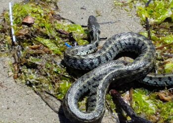 Έκλεισε σχολείο στα Τρίκαλα γιατί γέμισε με φίδια