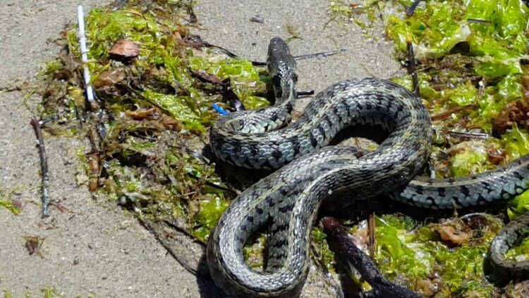 Έκλεισε σχολείο στα Τρίκαλα γιατί γέμισε με φίδια