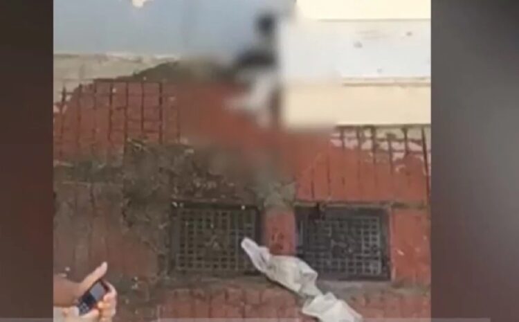 Κτηνωδία στη Νέα Φιλαδέλφεια: Βίντεο-ντοκουμέντο από ηλικιωμένο που σκοτώνει νεογέννητα γατάκια