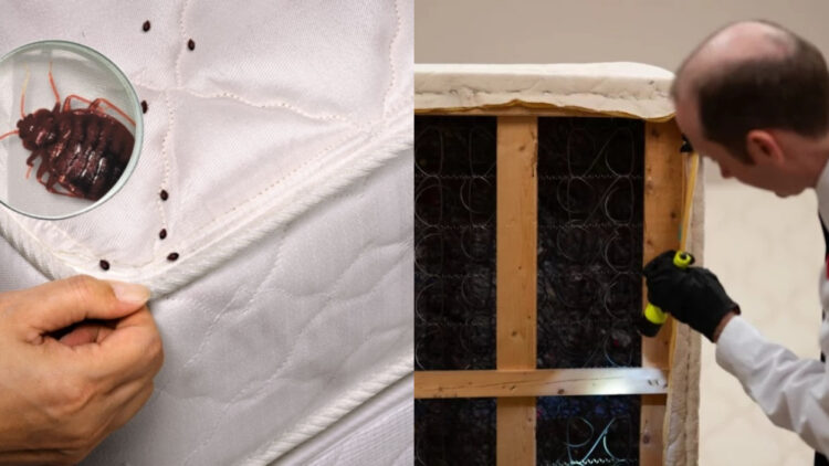 Έφτασαν και στην Ελλάδα: Έκλεισε πτέρυγα ξενοδοχείου στην Αττική λόγω κοριών