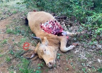 Αρκούδα κατασπάραξε αγελάδα στα Μετέωρα – Προσοχή σκληρές εικόνες