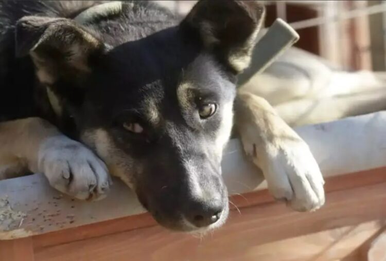 Απίστευτο αλλά… Ελληνικό: Χώρισαν και εκείνος έριξε φόλα στον σκύλο της – Οι καταθέσεις σοκ της πρώην συντρόφου του