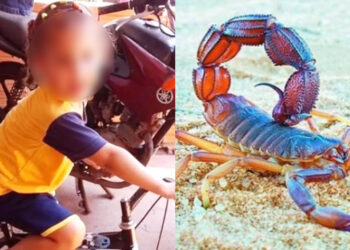Κοριτσάκι πέθανε από σκορπιό – Μπήκε μέσα από τα ρούχα της και την τσίμπησε