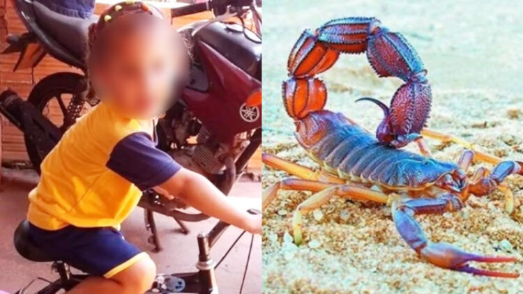 Κοριτσάκι πέθανε από σκορπιό – Μπήκε μέσα από τα ρούχα της και την τσίμπησε