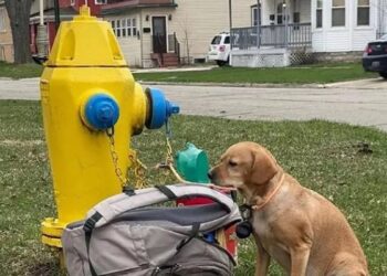 Ράγισε καρδιές το σπαρακτικό γράμμα που βρέθηκε δίπλα σε εγκαταλελειμμένο σκύλο