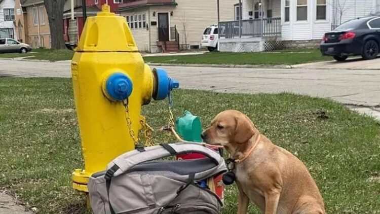 Ράγισε καρδιές το σπαρακτικό γράμμα που βρέθηκε δίπλα σε εγκαταλελειμμένο σκύλο