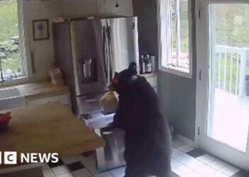 Αρκούδα μπαίνει σε σπίτι, αράζει ένα μισάωρο, ανοίγει καταψύκτη, παίρνει λαζάνια, φεύγει κυρία (video)