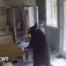 Αρκούδα μπαίνει σε σπίτι, αράζει ένα μισάωρο, ανοίγει καταψύκτη, παίρνει λαζάνια, φεύγει κυρία (video)