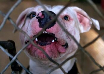 Σοκ στη Λούτσα: Πίτμπουλ επιτέθηκε σε 11χρονο και του τρύπησε το κρανίο με τα δόντια – Στο χειρουργείο ο μαθητής