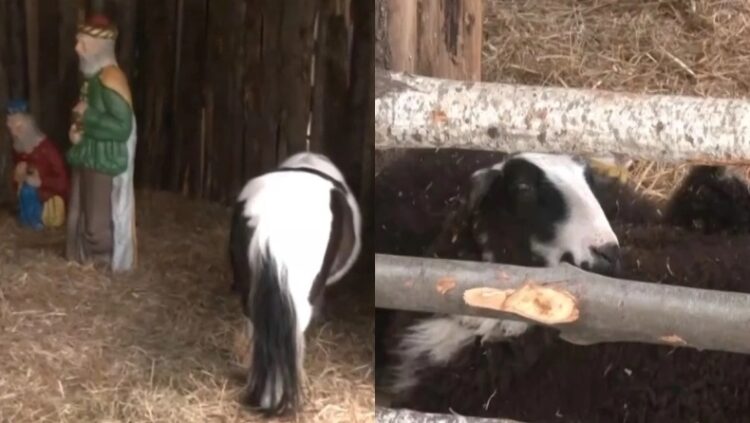 Σάλος με τις «ζωντανές» φάτνες στον Βόλο και τις ειρωνείες του Μπέου: Παρέμβαση εισαγγελέα ζητάει ο σύλλογος κτηνιάτρων