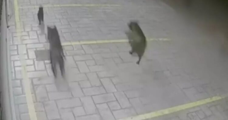 Βούλα: Πιτ μπουλ κατασπάραξαν αδέσποτες γάτες κοντά στο νοσοκομείο Ασκληπιείο[video]