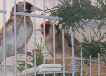 Τραγικός θάνατος για 56χρονο Δάσκαλο-Πλήρωσε με τη ζωή του την αγάπη για τα γαρδέλια του