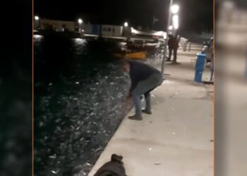 Χαμός στα Κουφονήσια με σαρδέλες που κατέκλυσαν το λιμάνι – Το βίντεο που κάνει το γύρο του διαδικτύου