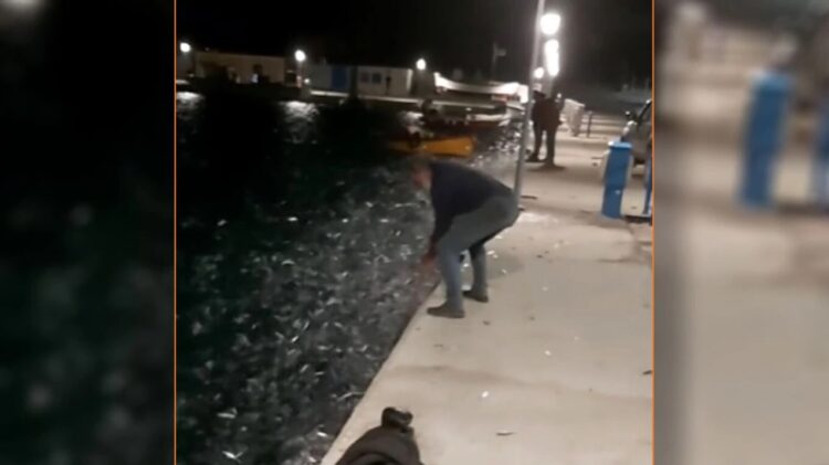 Χαμός στα Κουφονήσια με σαρδέλες που κατέκλυσαν το λιμάνι – Το βίντεο που κάνει το γύρο του διαδικτύου