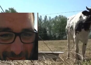 Μύκονος: Είχαν κάνει μήνυση για κακοποίηση τον ιδιοκτήτη της αγελάδας που κάρφωσε με τα κέρατά της τον 39χρονο στην καρδιά