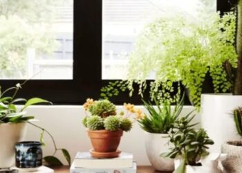 Αν το έχεις σπίτι σου, πέταξέ το τώρα – Το φυτό που θα σου μαυρίσει τη ζωή