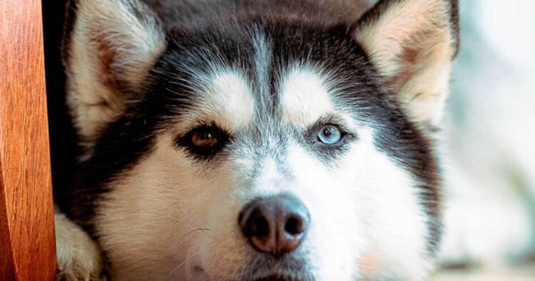 Κτnνωδία: Δεν το χωράει ο νοuς αuτό που έκαναν σε Χάσκι στην Αράχωβα