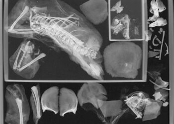 Άφωνοι οι αρχαιολόγοι: Ανατριχιαστικά ευρήματα σε μούμια έφηβης που πέθανε στην γέννα πριν από 1.500 χρόνια