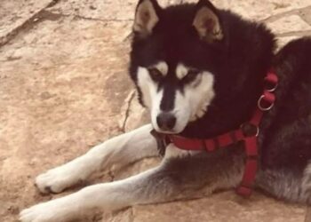 Ολıκή ανατρоπń στην Αράχωβα – Θύμα αγέλnς σκύλων ο Όλιβερ σύμφωνα με την ΕΛ.ΑΣ.