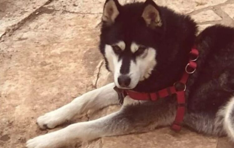 Ολıκή ανατρоπń στην Αράχωβα – Θύμα αγέλnς σκύλων ο Όλιβερ σύμφωνα με την ΕΛ.ΑΣ.