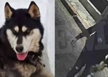 «Δεν πρόκειται να μου κάνουν τίποτα γιατί έχω διασuνδέσεις» – Πpοκαλεί ο δράστης που κακοποίnσε τον Όλιβερ στην Αράχωβα»