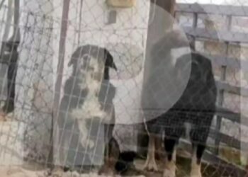Αυτά είναι τα άγρια σκυλιά που κατασπάραξαν και σκότωσαν την 50χρονη μητέρα στη Θεσσαλονίκη
